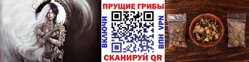 Псилоцибиновые грибы Cubensis  Кола 